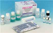 主要组织相容性复合体Ⅲ类检测试剂盒,MHCⅢ试剂盒